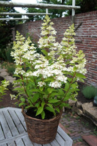 Obraz Hydrangea